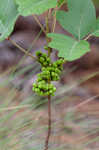 Atlantic poison oak